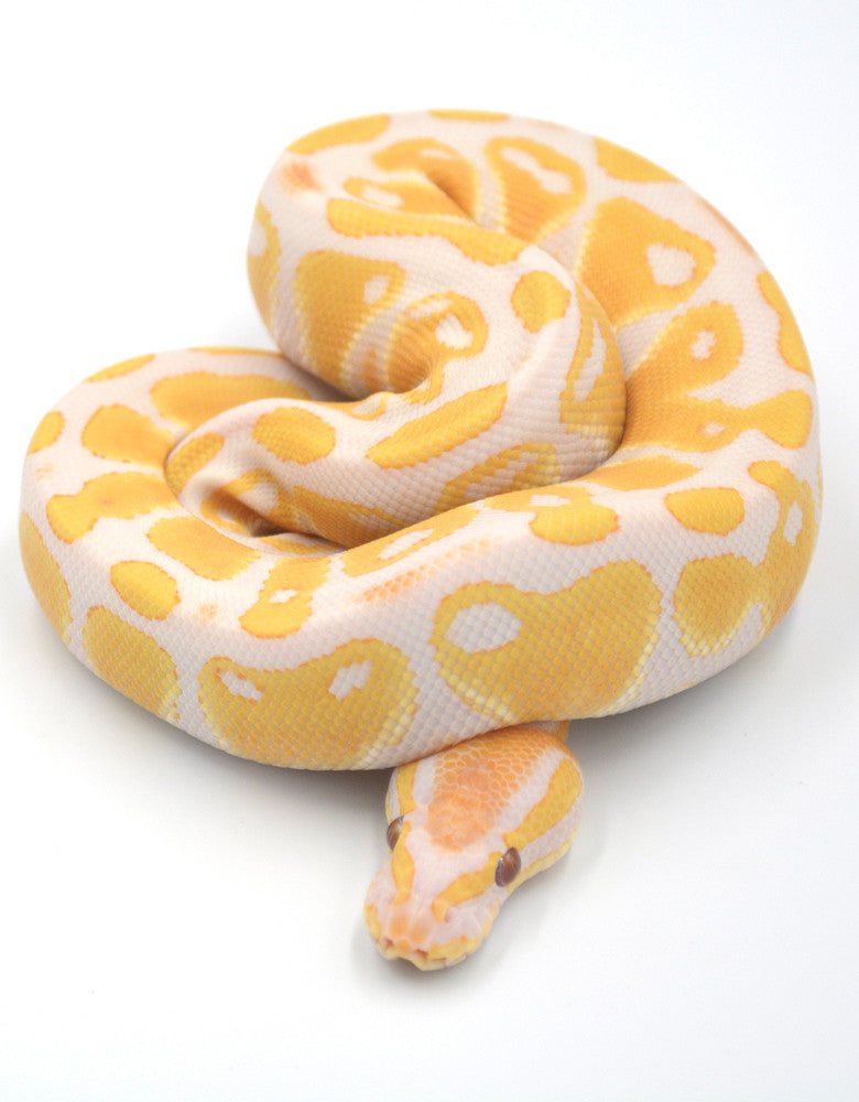 Ball python - Albino