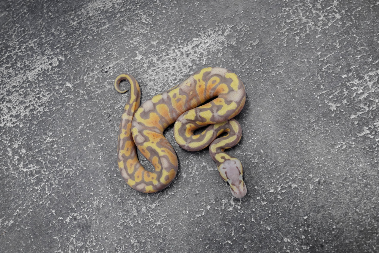 Banana Pastel Gravel -YB 100% Het Clown male