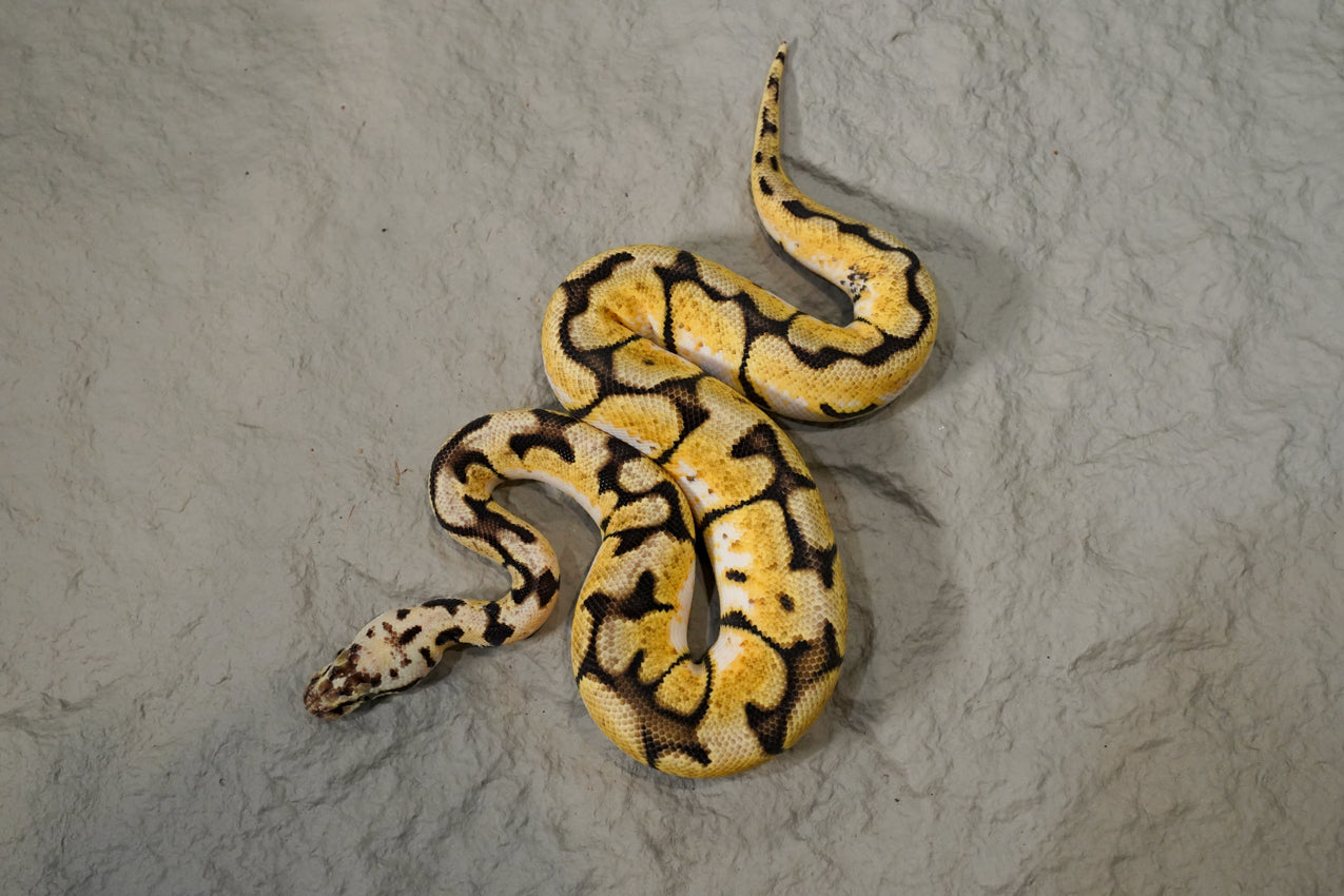 Chocolate Pastel Spider 100% DH Desert Ghost Hypo