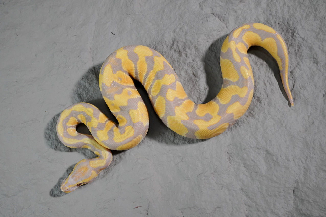 Candy het pied male