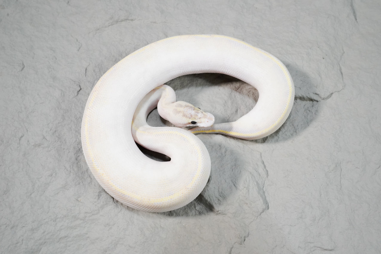 Enchi Ivory female