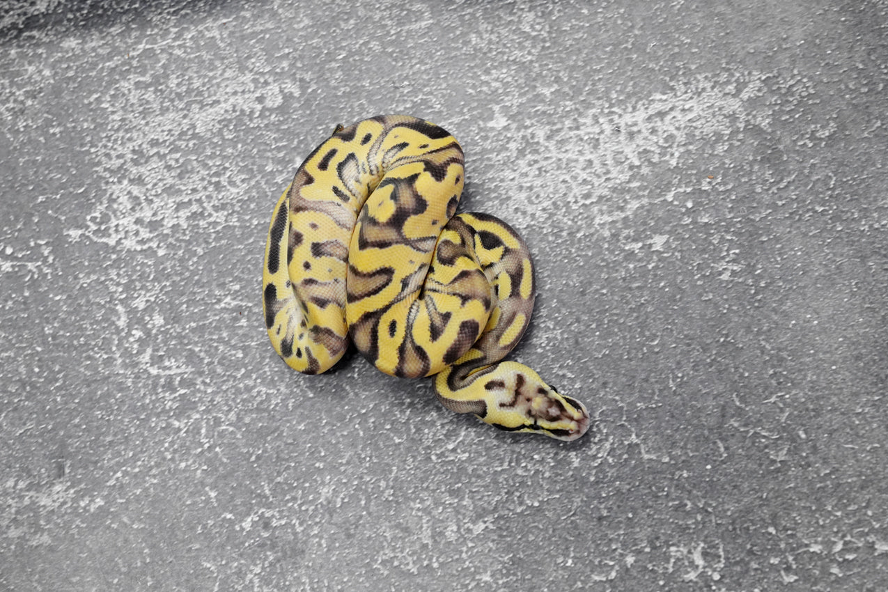 Leopard Enchi Disco Pastel YB 66% Het Paint 50% Het Clown Male