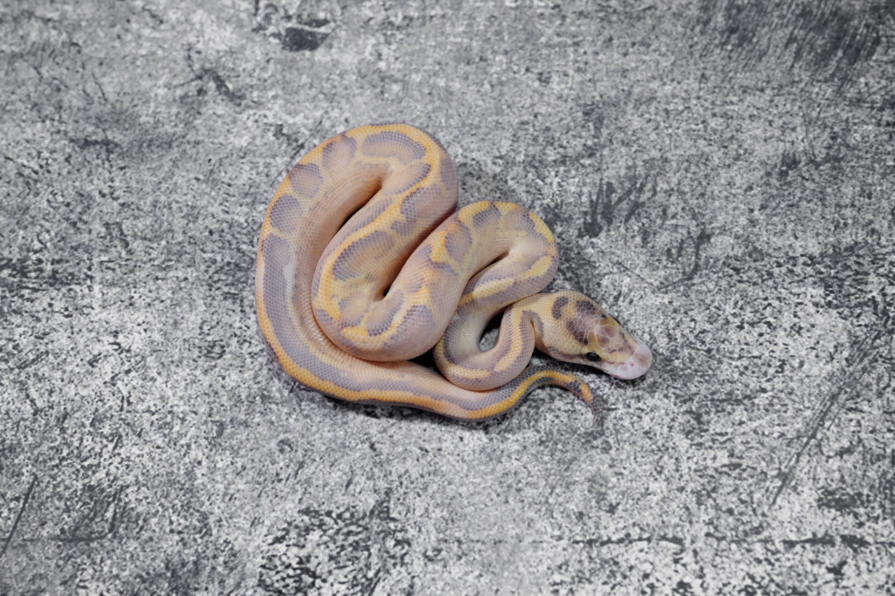 Leopard Enchi Ivory Poss Fire male