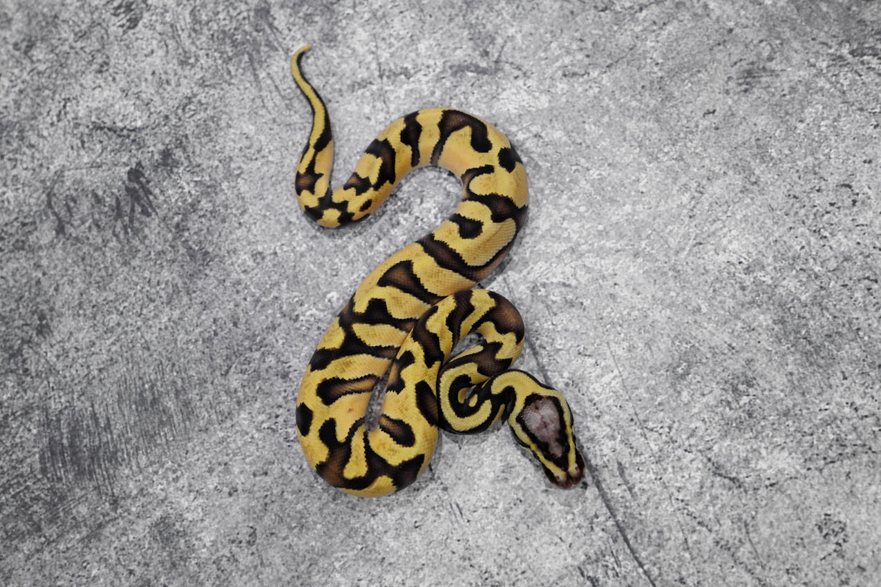 OD Enchi YB Pastel 100% Het Clown (HI) Female
