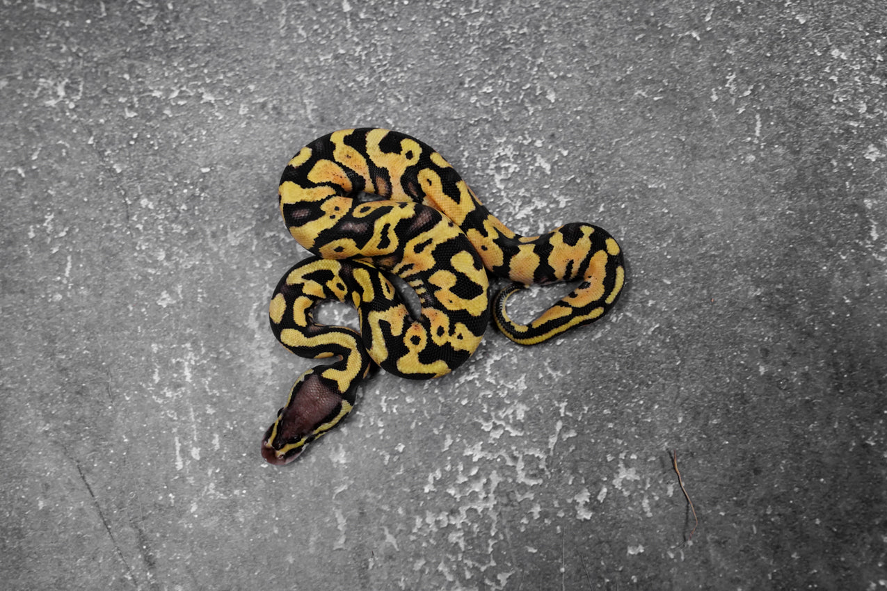 OD - Enchi Pastel Asphalt - YB (HI)