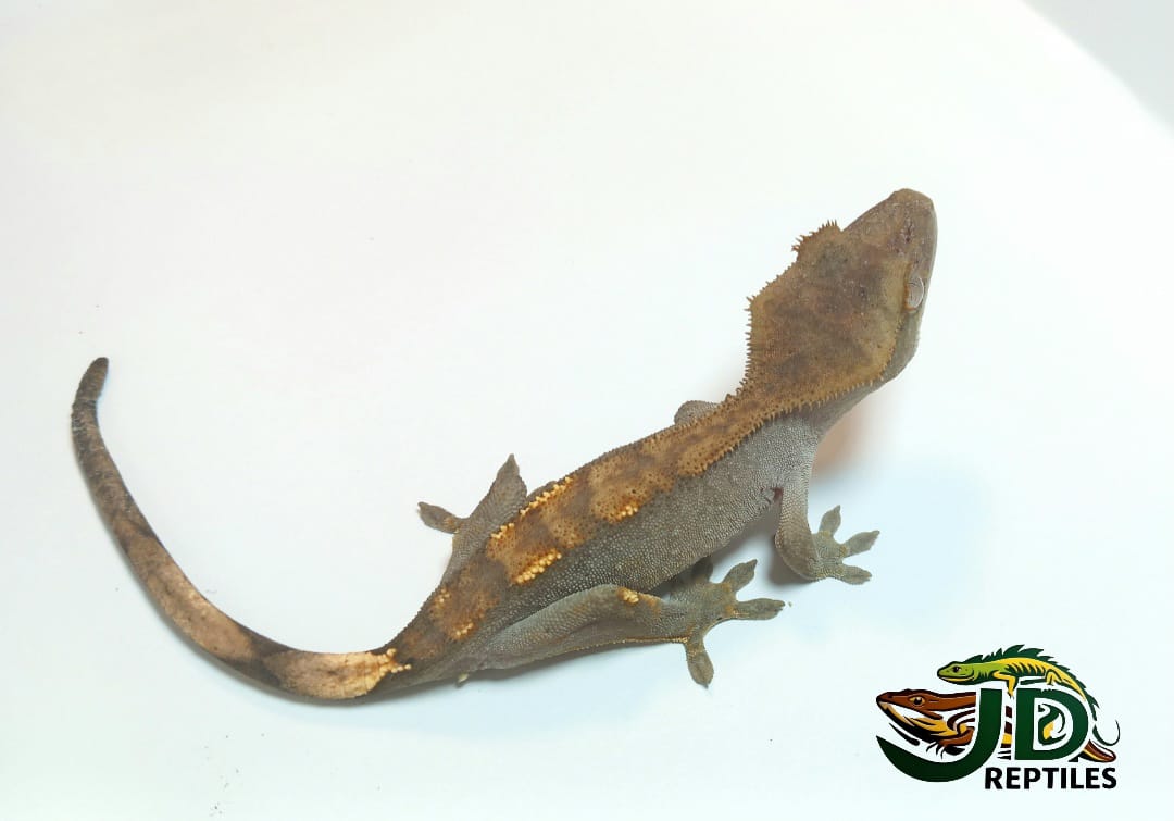 Crested Gecko- Bi-color