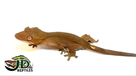 Crested Gecko- Patternless