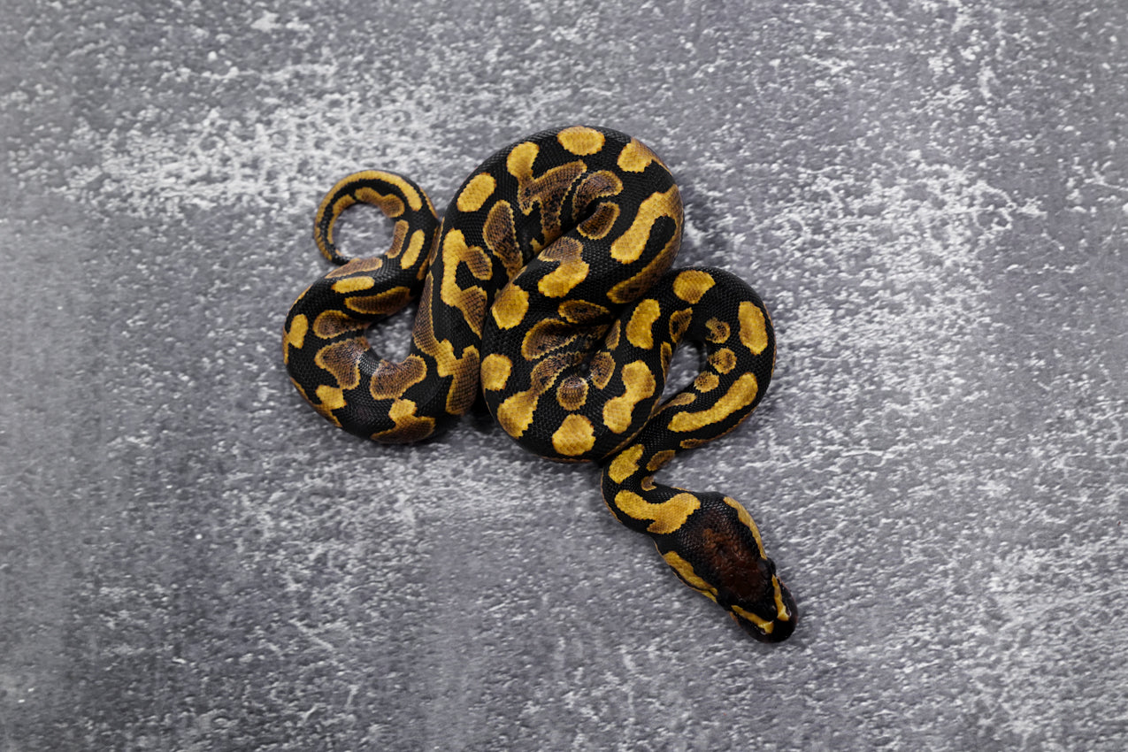 Yellow Belly Het. Clown Male