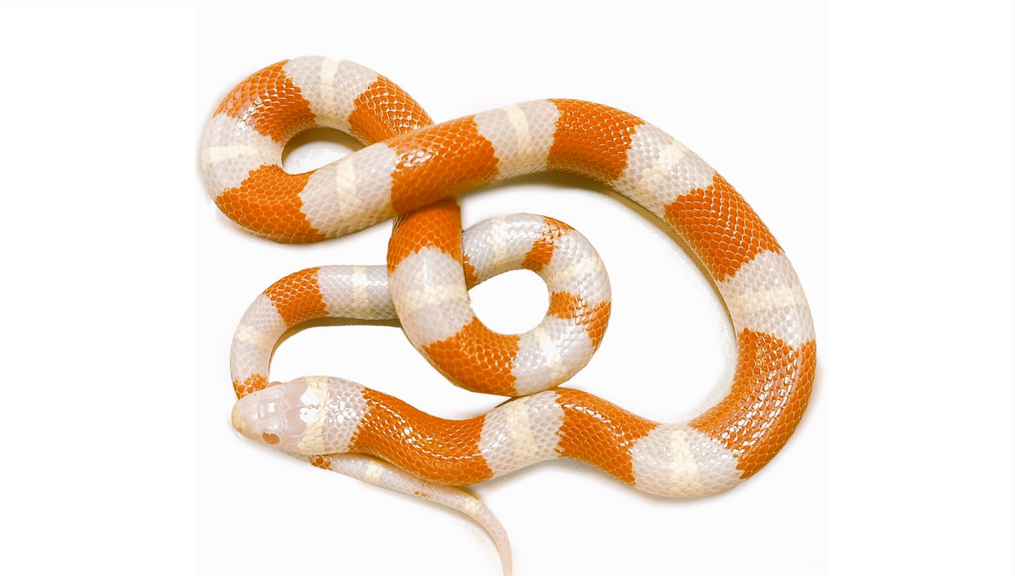 Honduran Albino (Milk Snake)
