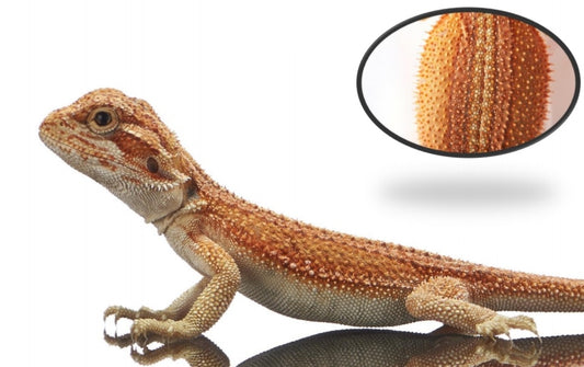 Genetic Stripe (Bearded Dragon)