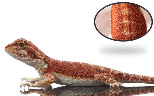 Super Red (Bearded Dragon)