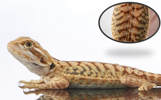 Leather Back (Bearded Dragon)