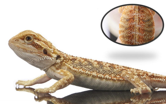 Normal Light Color (Bearded Dragon)