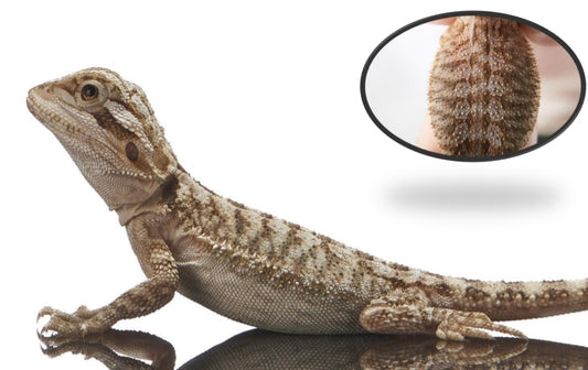 Normal (Bearded Dragon)