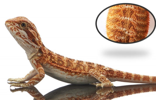 Red Mix (Bearded Dragon)