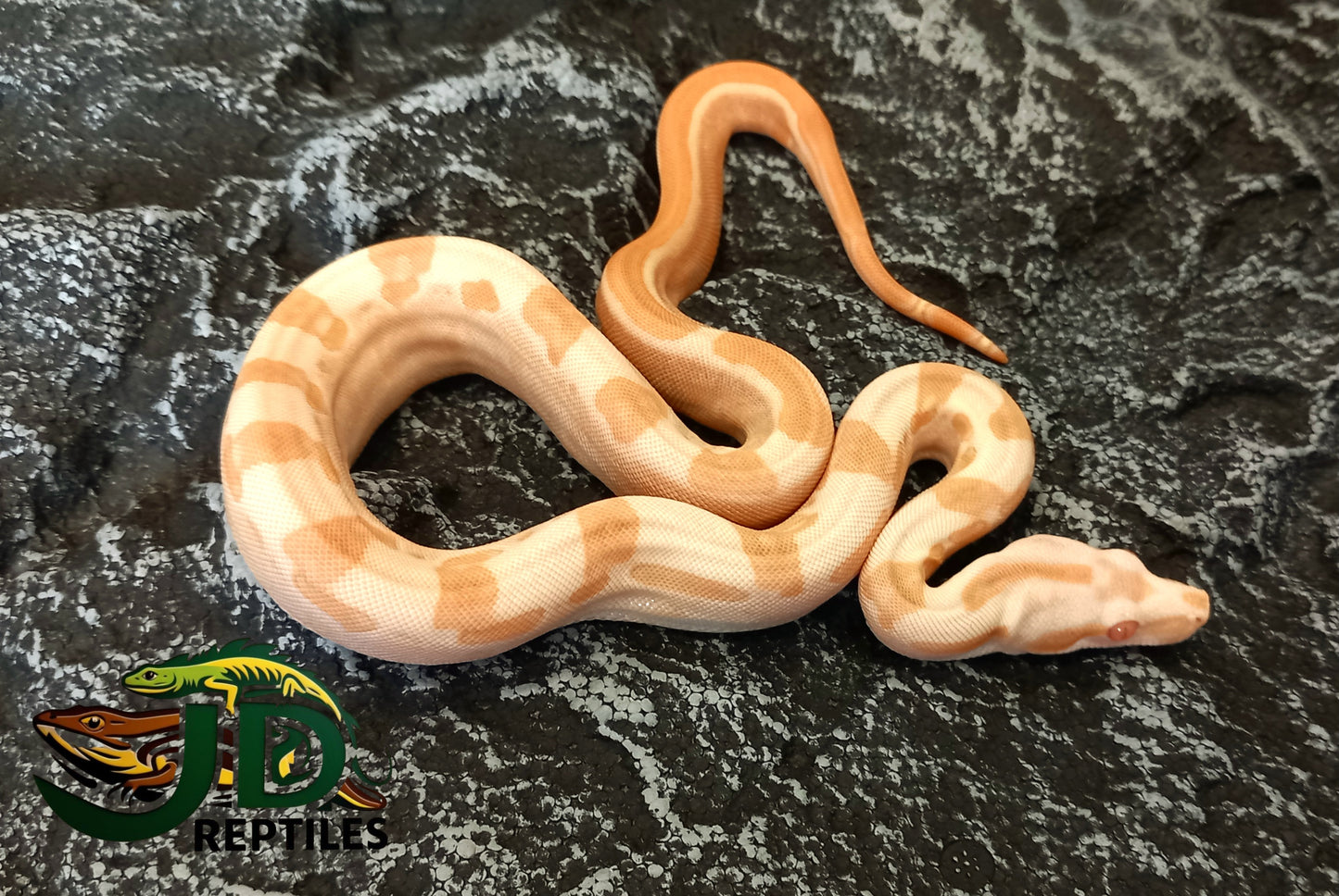 Boa constrictor- Sharp Sunglow