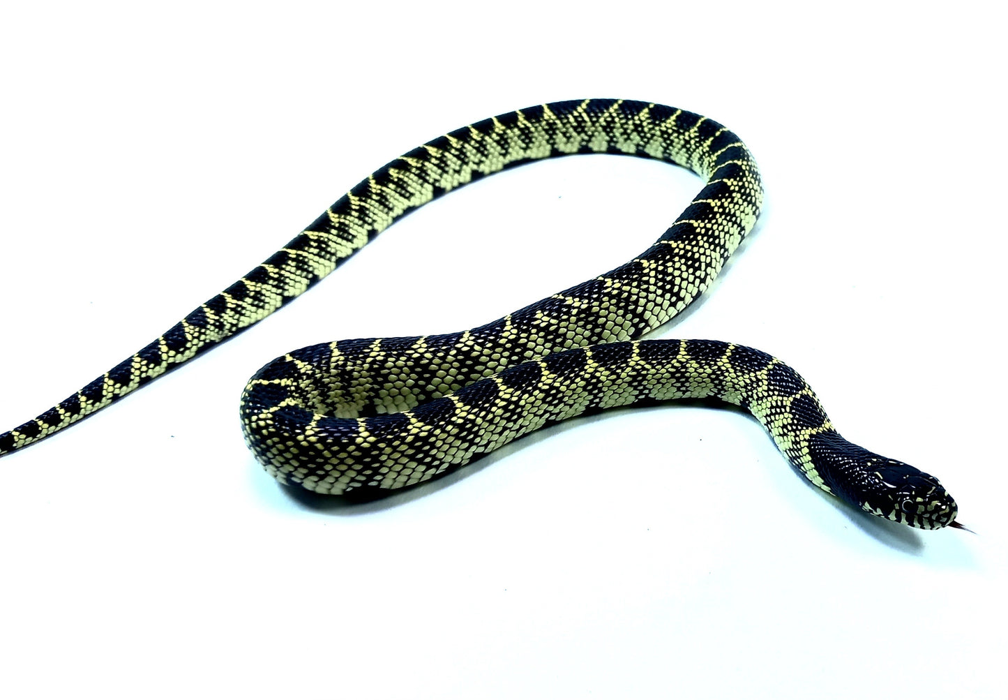 Desert King Snake
