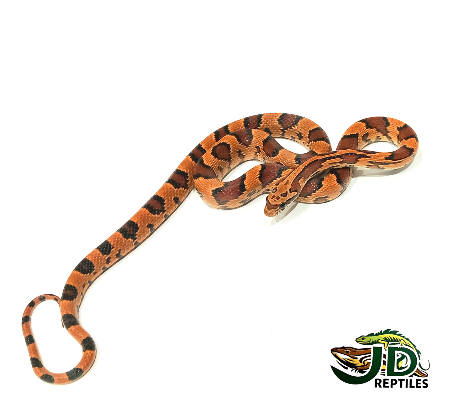 Okeetee Abbots (Corn Snake)