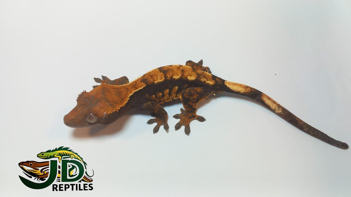 Crested Gecko Flame (#2)