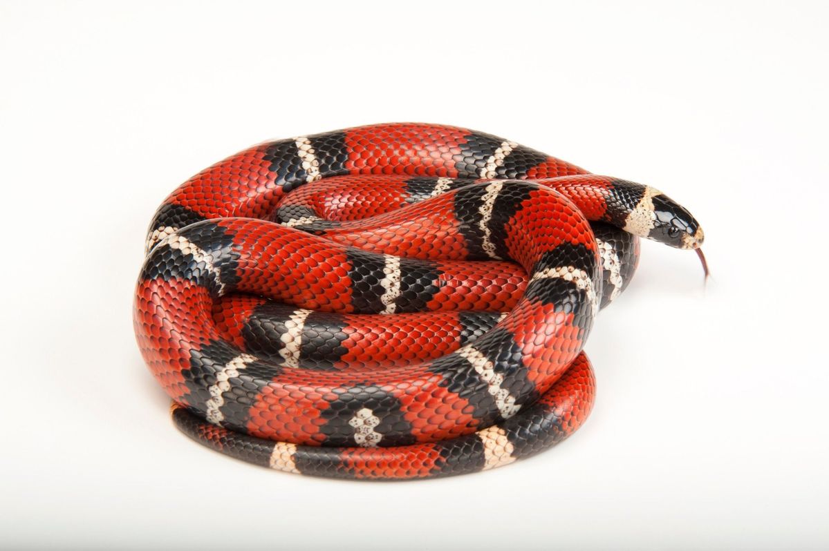 Honduran Tri-Color ( milk snake)