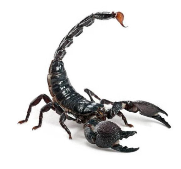 Emperor scorpion