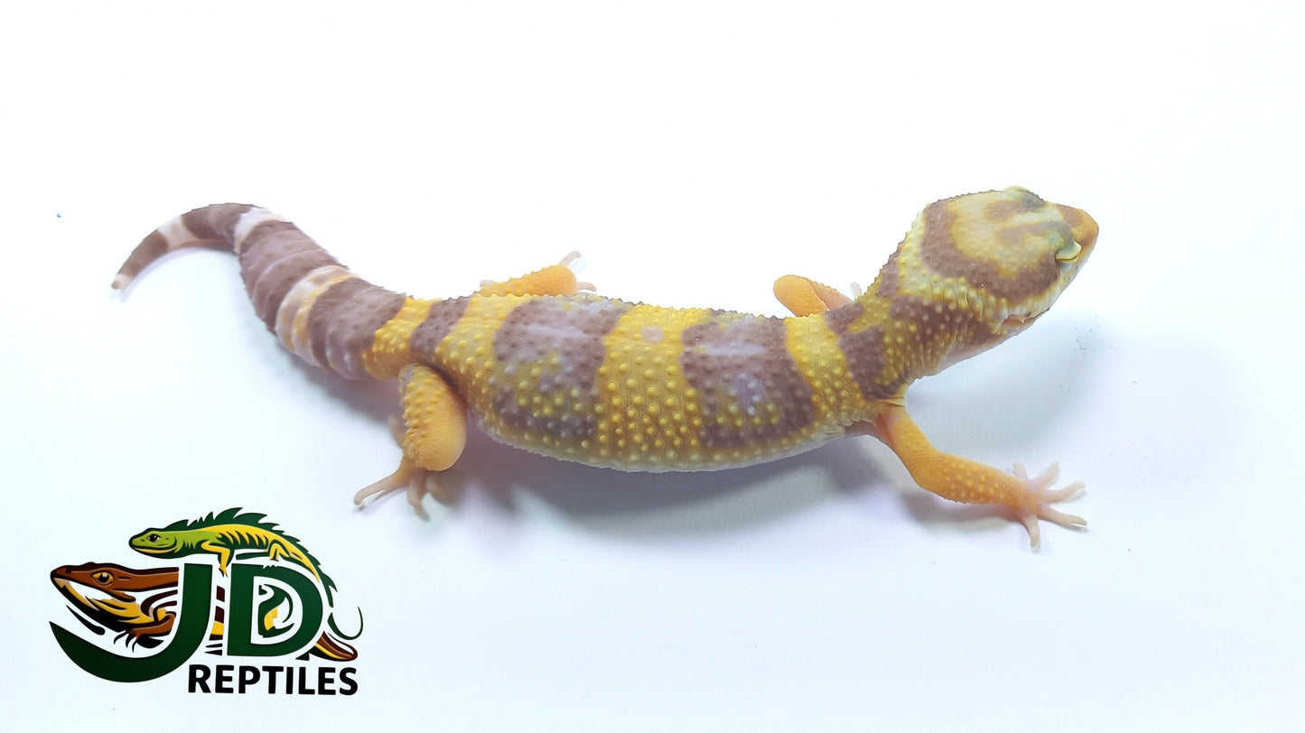 Albino #2 (Leopard Gecko)