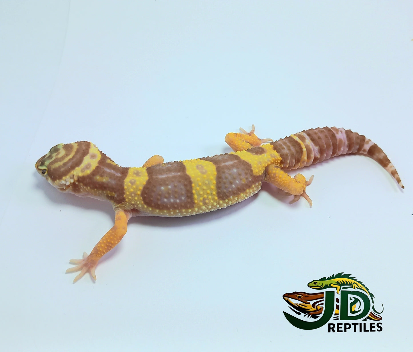 Albino #3 (Leopard Gecko)