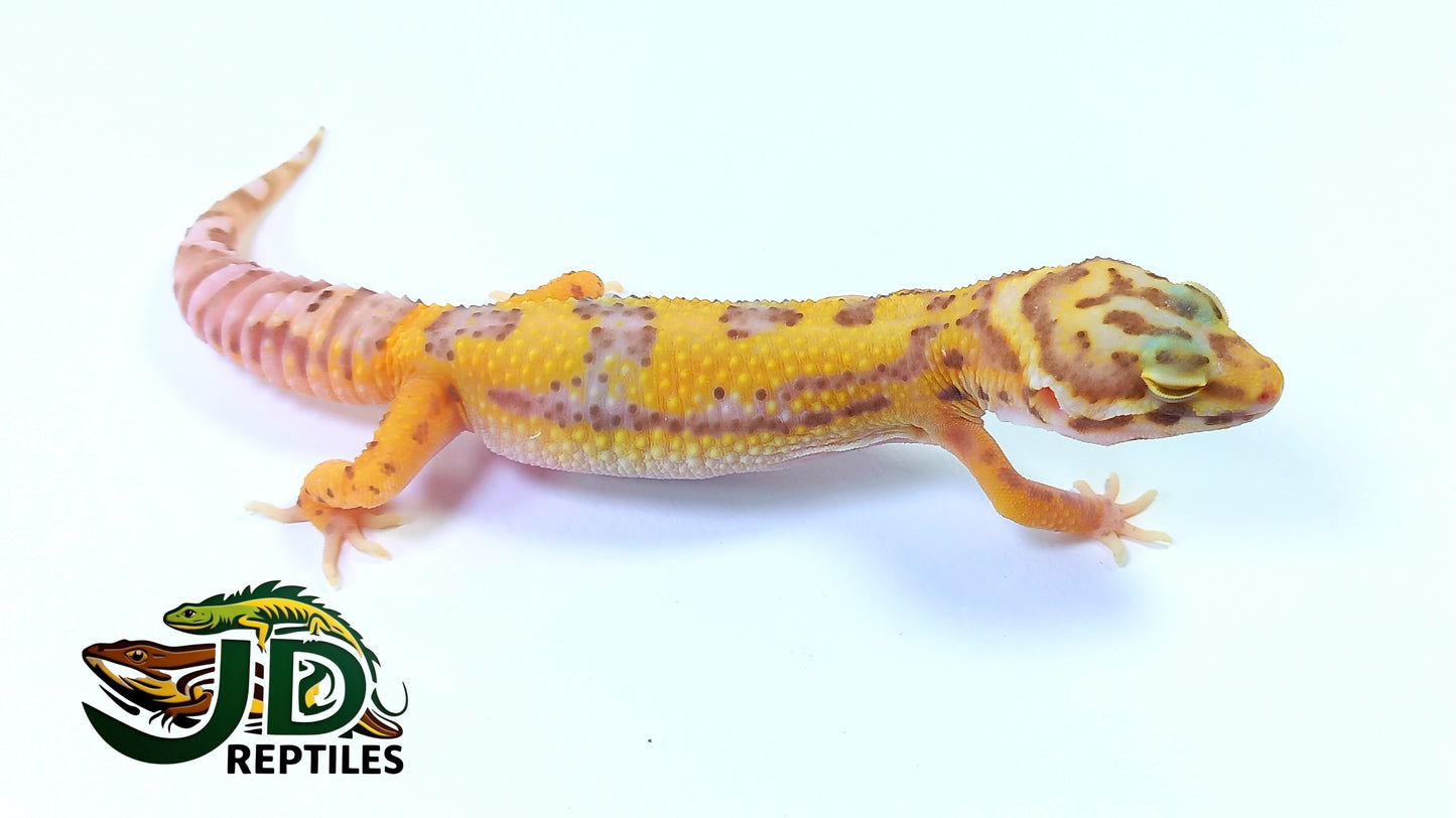 Albino #4 (Leopard Gecko)