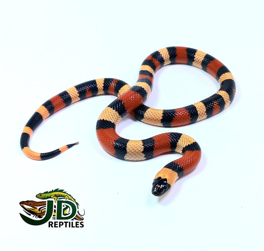 Campbell's (Milk Snake)