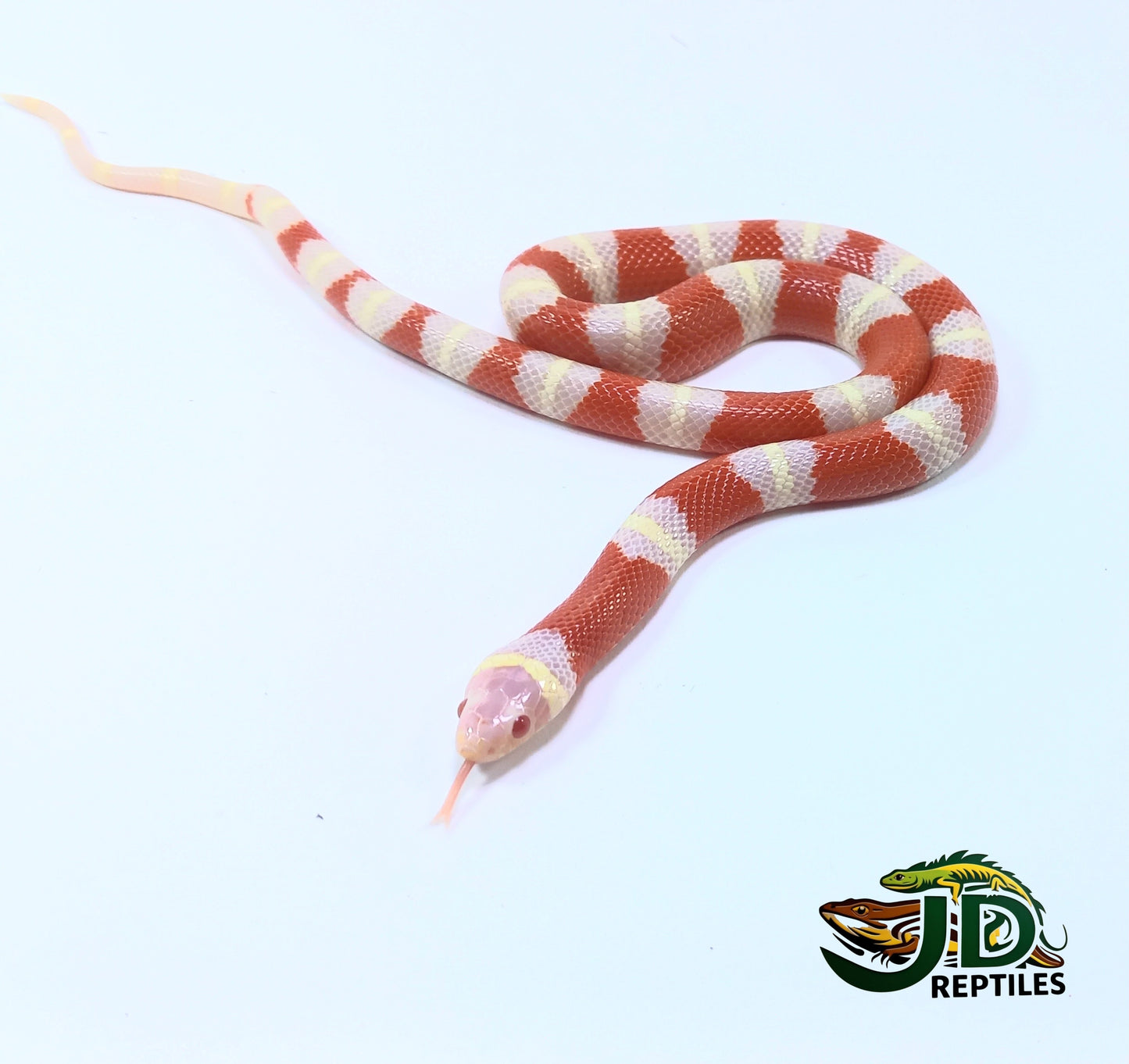 Nelson T Minus (Milk Snake)