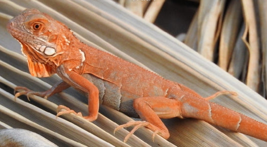 Orange Zero Iguana