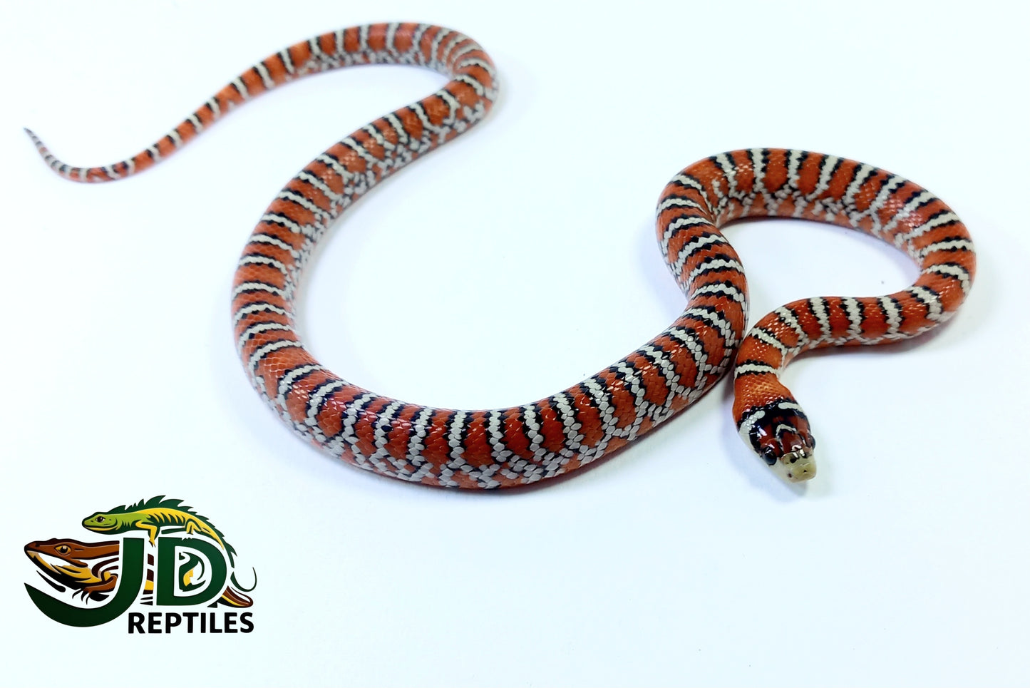Lampropeltis pyromelana (King Snake)