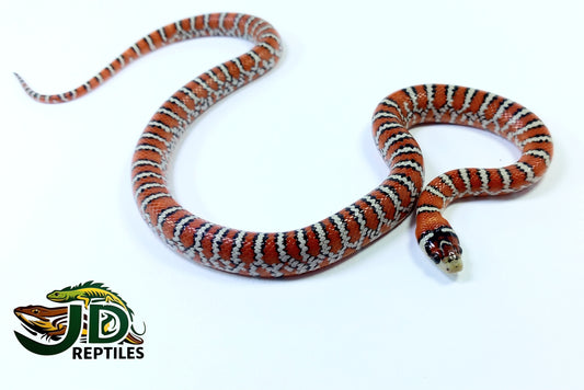 Lampropeltis pyromelana (King Snake)