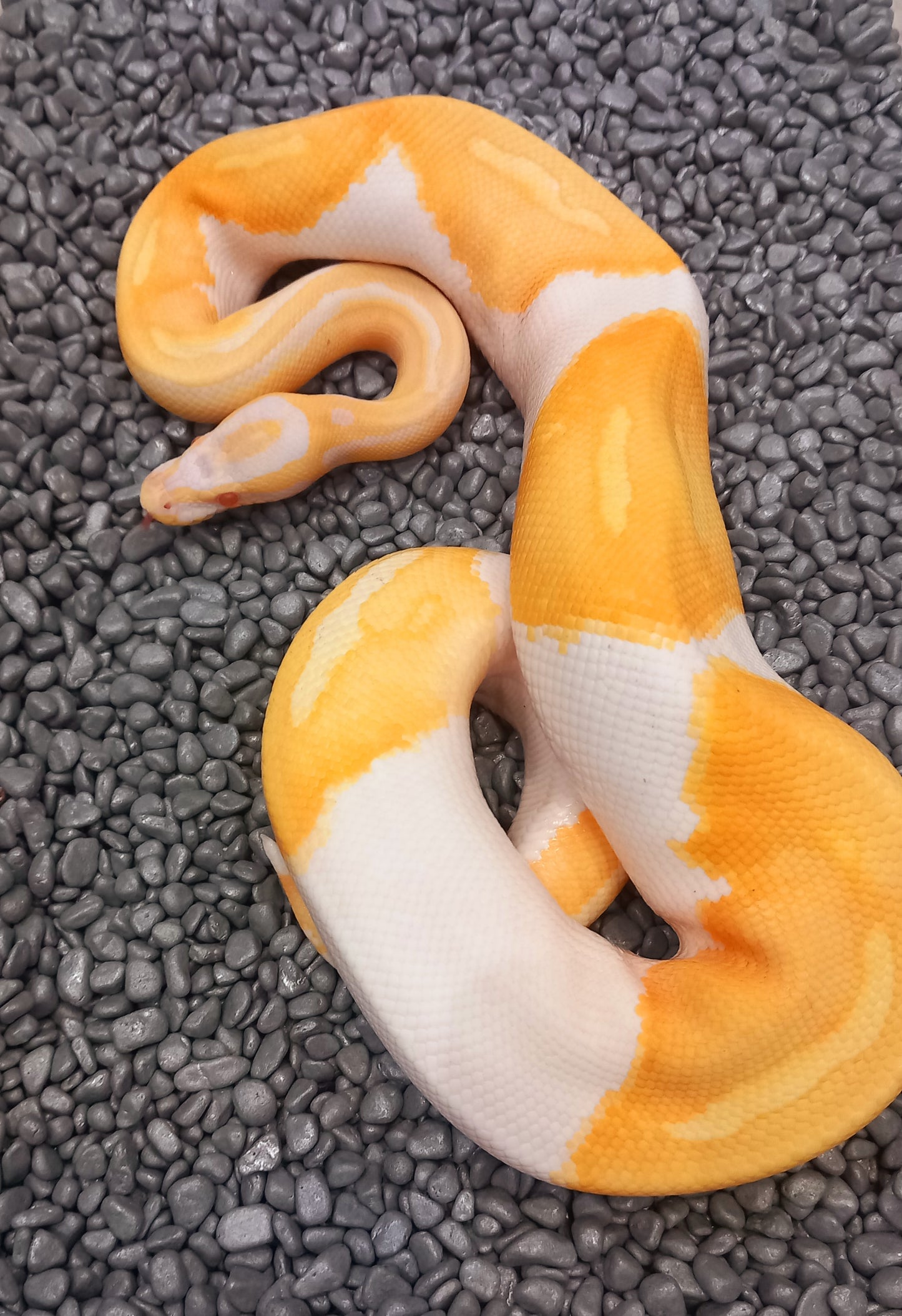Candino Albino Pied Male