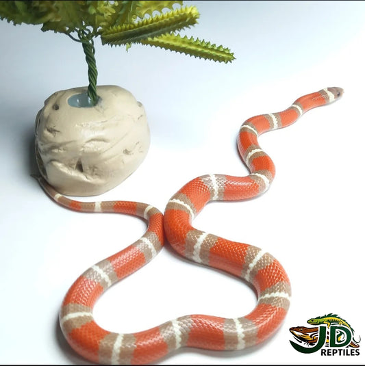 Nelson T Plus (Milk Snake)