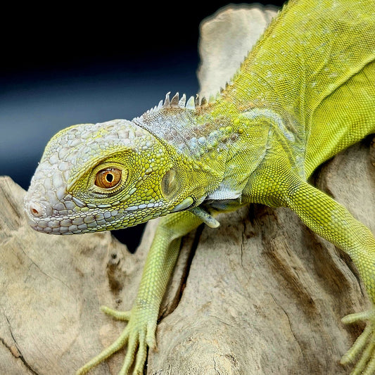 Lime Zero Iguana