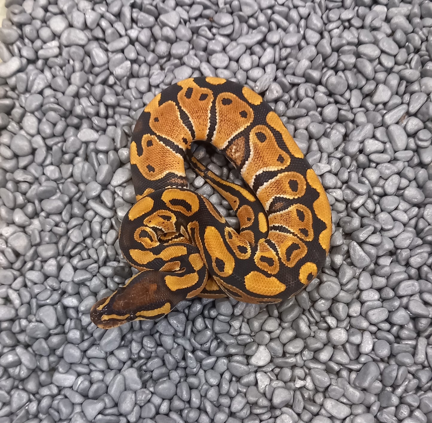 Normal- Female