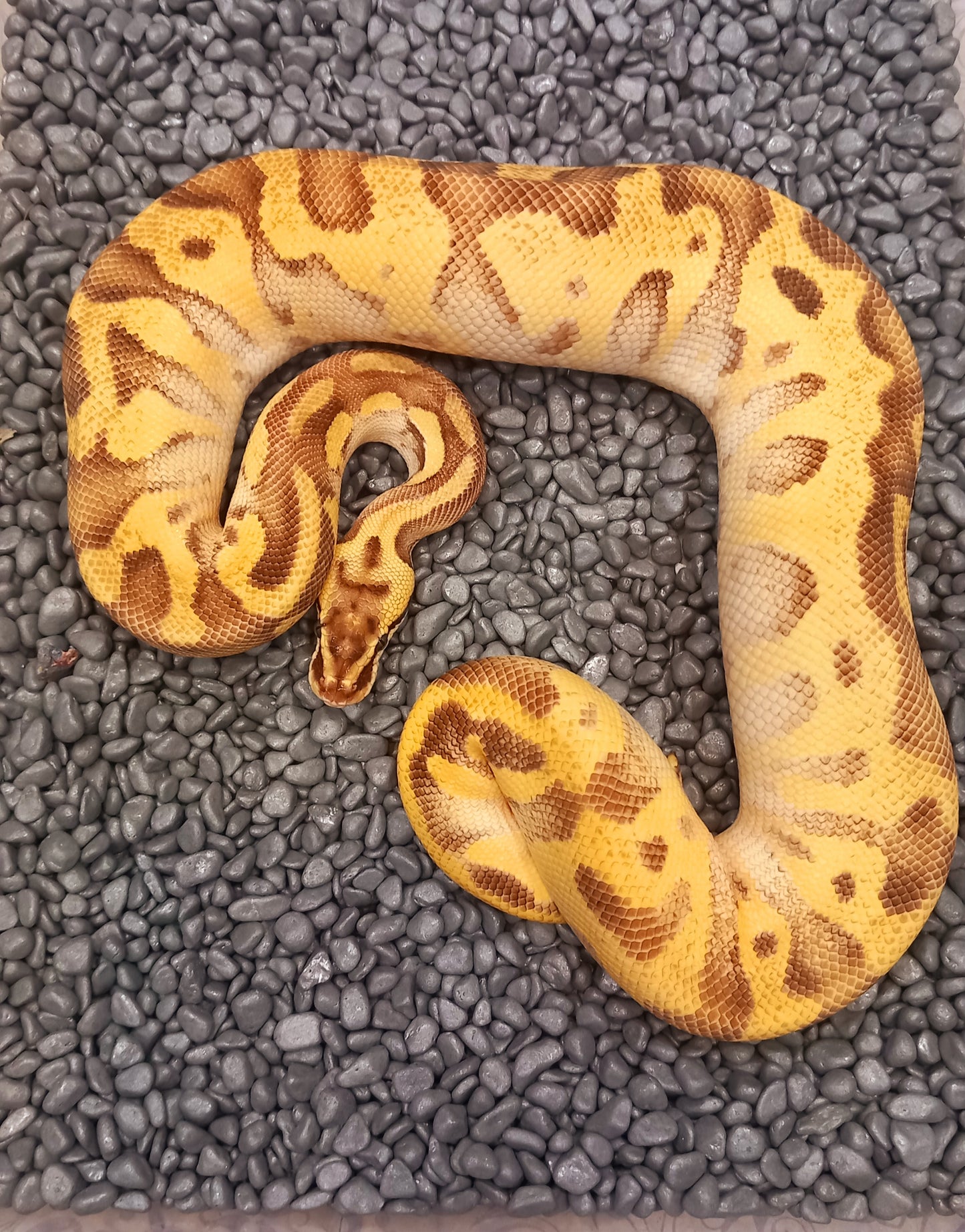 Leopard Enchi Disco Pastel YB 66% Het Paint 50% Het Clown Male