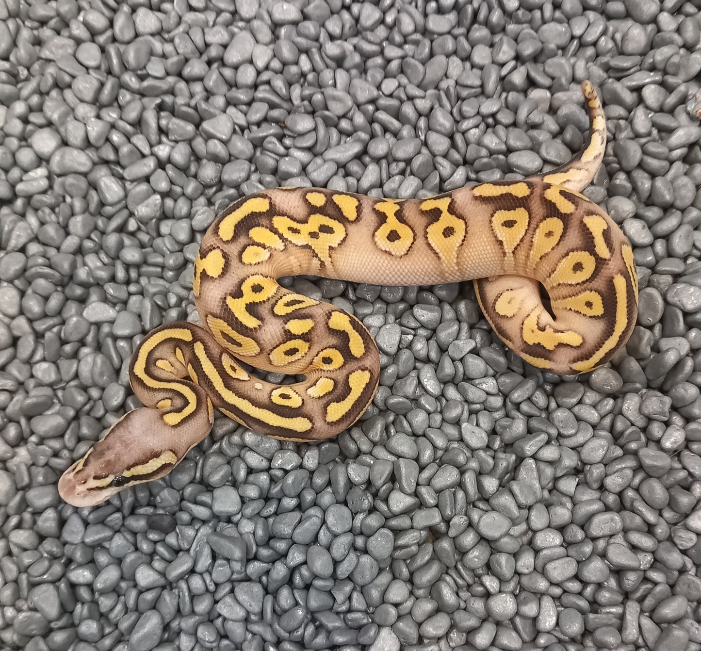 Super pastel Mojave- Female