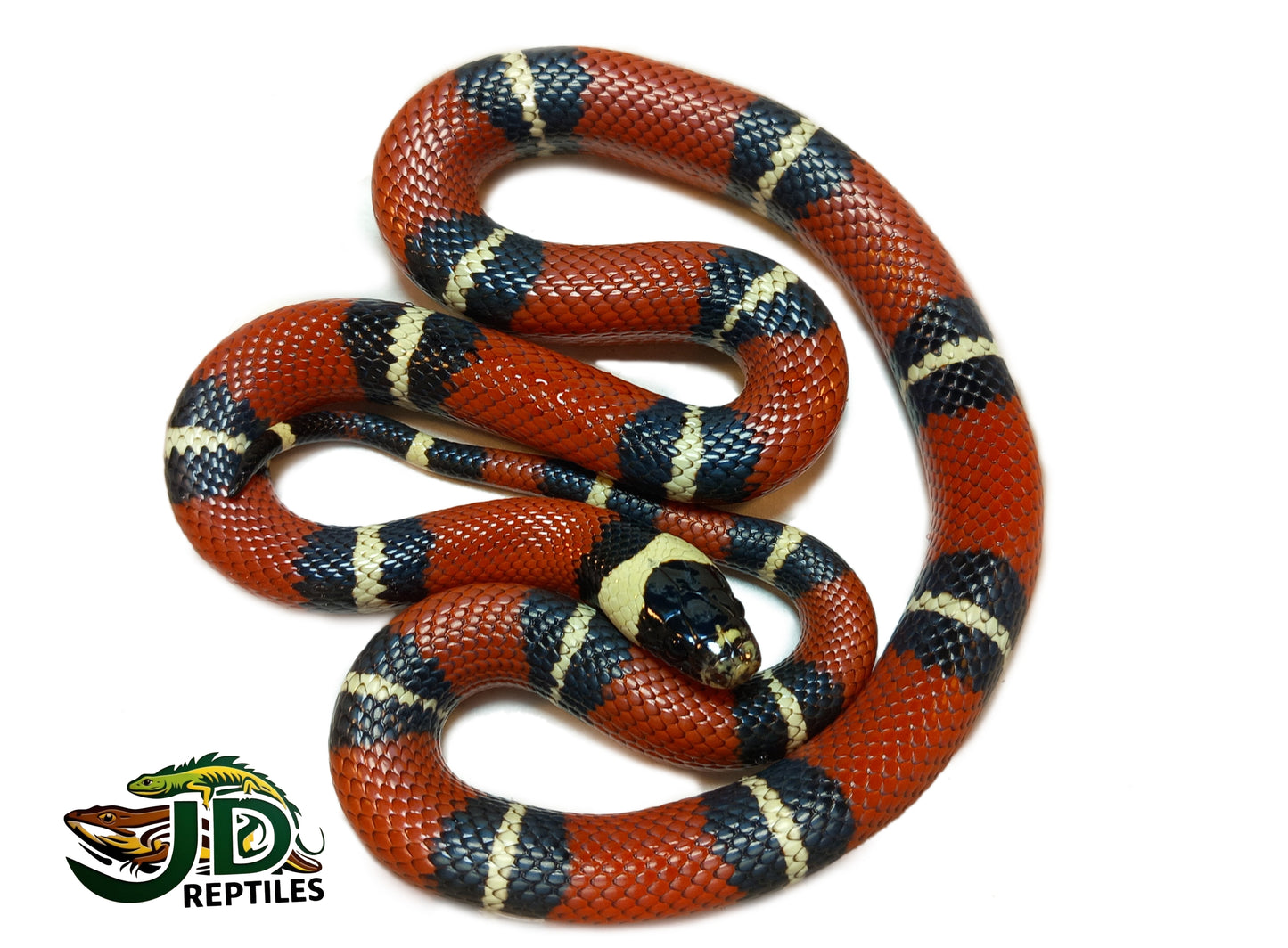 Sinaloan (Milk Snake)