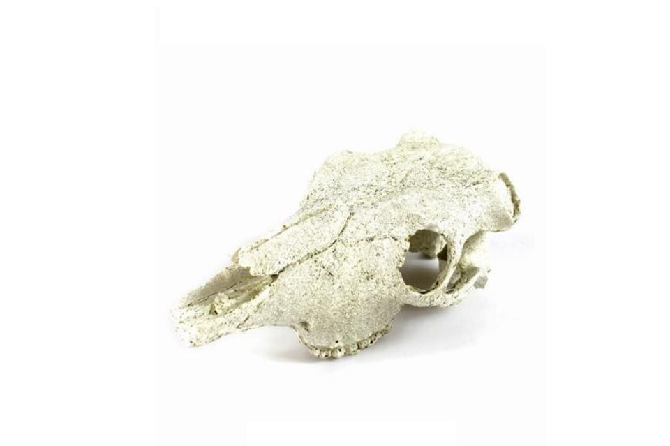 Skull (21x7.7cm)