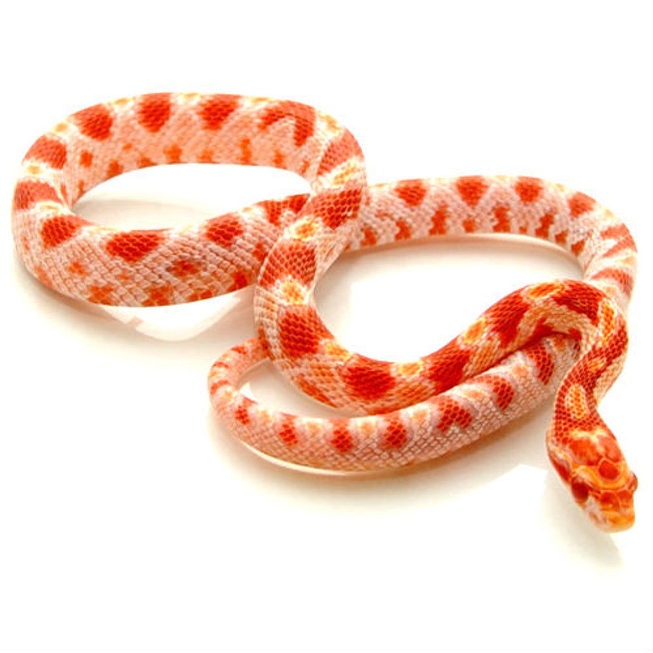 Creamsicle (Corn Snake)