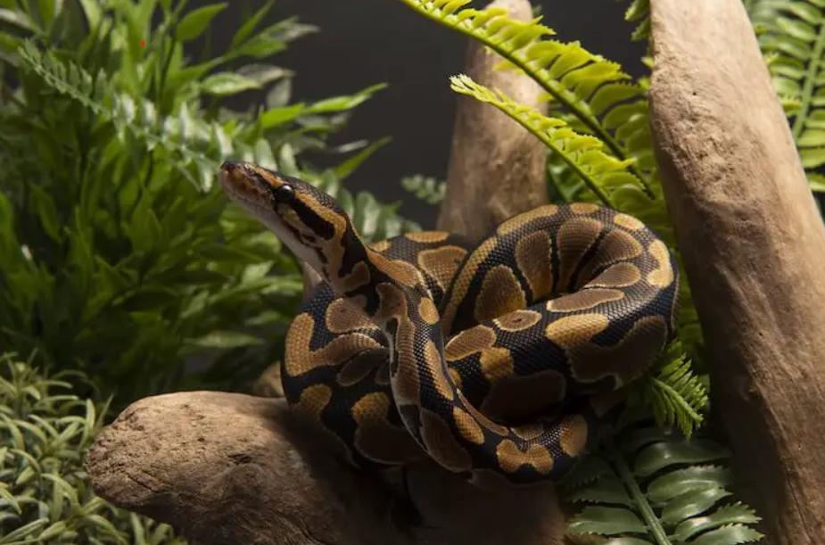 JD Reptiles Lebanon – JD Reptiles LB