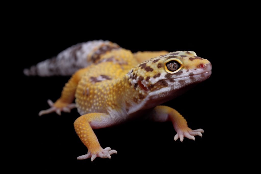 Geckos