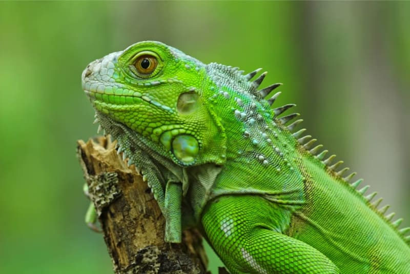 Iguanas