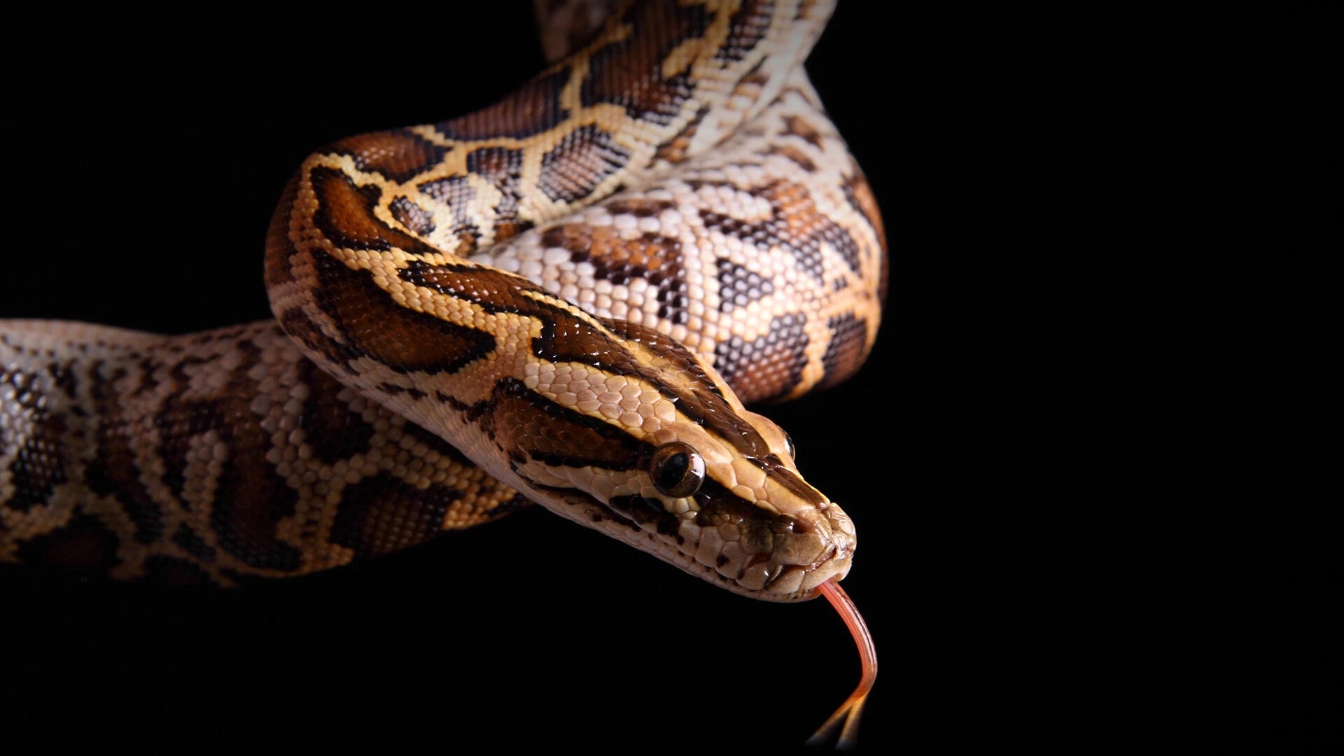 Burmese Pythons – JD Reptiles LB