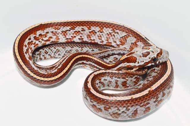Tessera corn snake