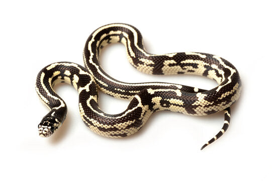 California King Snake - Blotched
