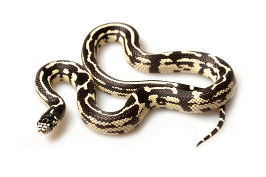 California King Snake - Blotched