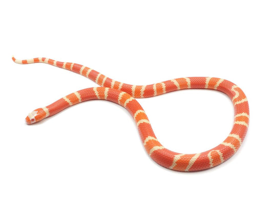 Honduran Albino Tangerine (Milk Snake)